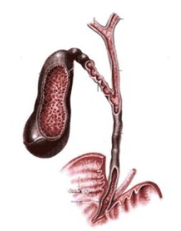 Obr. . 3: lunk, ductus cysticus, ductus hepaticus communis, ductus hepatocholedochus s vystnm na Vatersk papile v duodenu. Normln velikost lunku: v prmru 8 a 12 centimetr na dlku a 4 a 5 cm na ku.